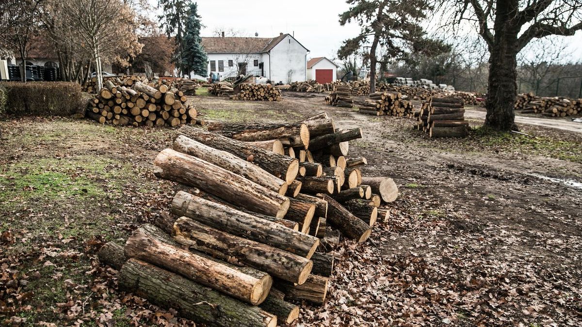 Fokozott óvatosság szükséges a biztonságos tűzifa vásárlás érdekében. Fotó: Magyar Nemzet