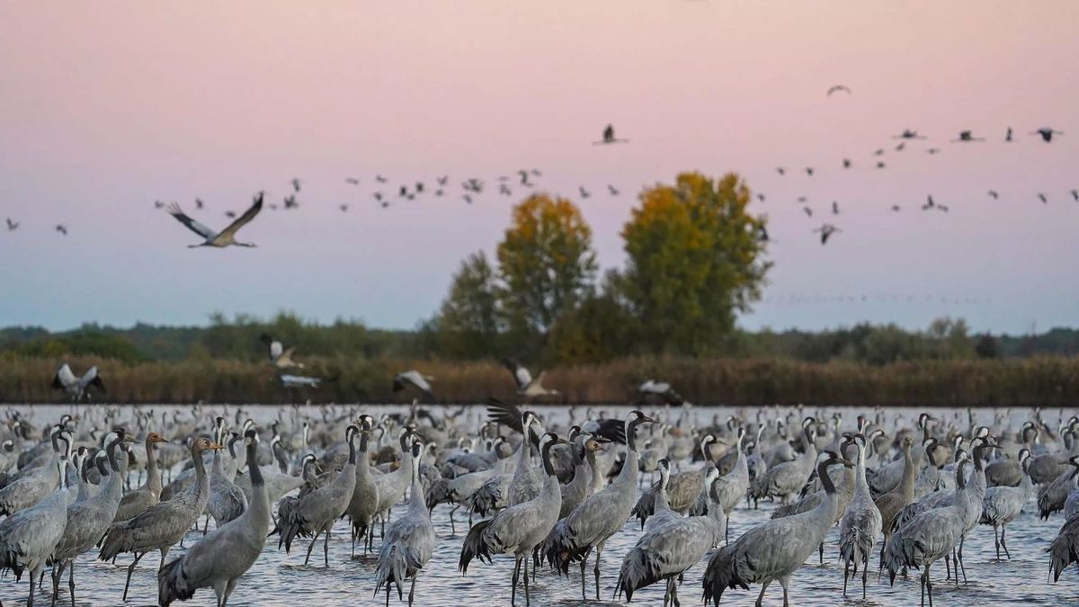 Darvak ezrei szállnak el a szegedi Fehér-tónál. (Fotó: KNP)