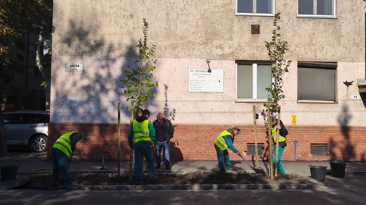 Helyükre kerültek a fák a Dózsa utcában. (Fotó: Tóth Norbert)