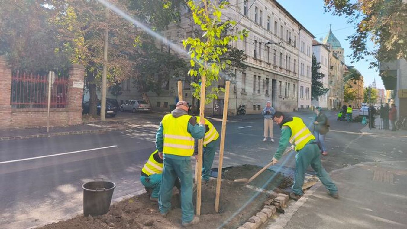 A zöldebb jövőért Szegeden: fákat ültettek a Dózsa utcában +fotók +videó