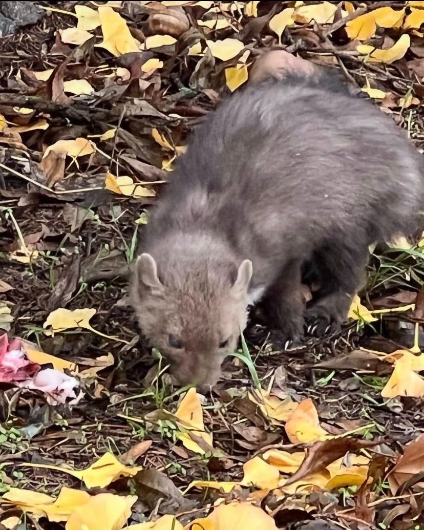 A hideg elől az autók motorterébe búvó nyest komoly károkat okozhat az elektromos vezetékek szétrágásával. (Fotó: Facebook)