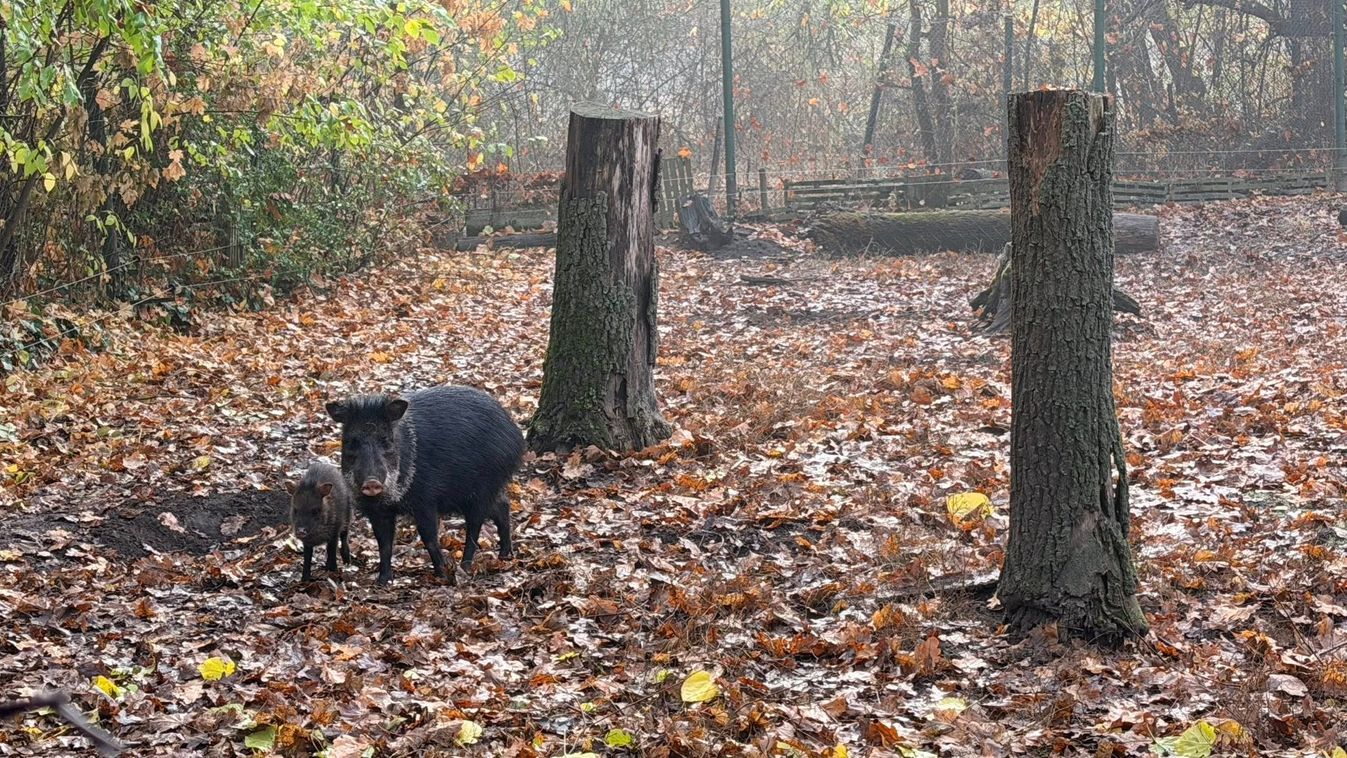 Alig érkeztek meg a Szegedi Vadaspark új kedvencei, máris többen lettek +fotók