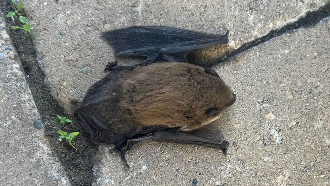 Összefogtak a szegediek, hogy megsegítsék a bajba jutott állatot