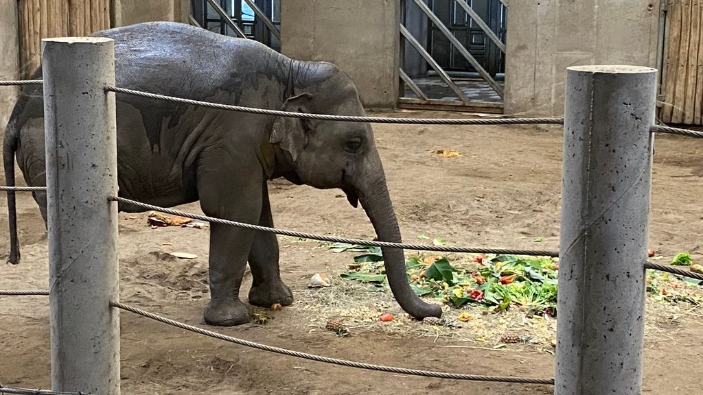 A szegedi elefánt meglepően reagált születésnapi tortájára