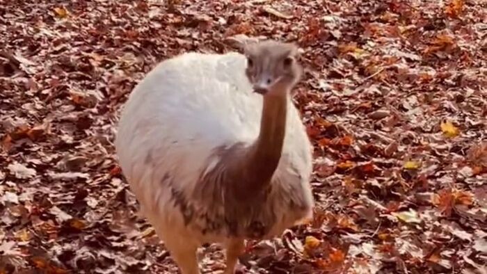 Az őszi séta a Szegedi Vadasparkban kihagyhatatlan +videó