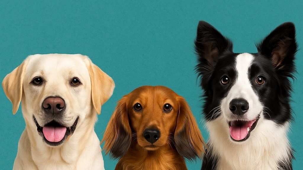 Kutyafajta választás Szegeden