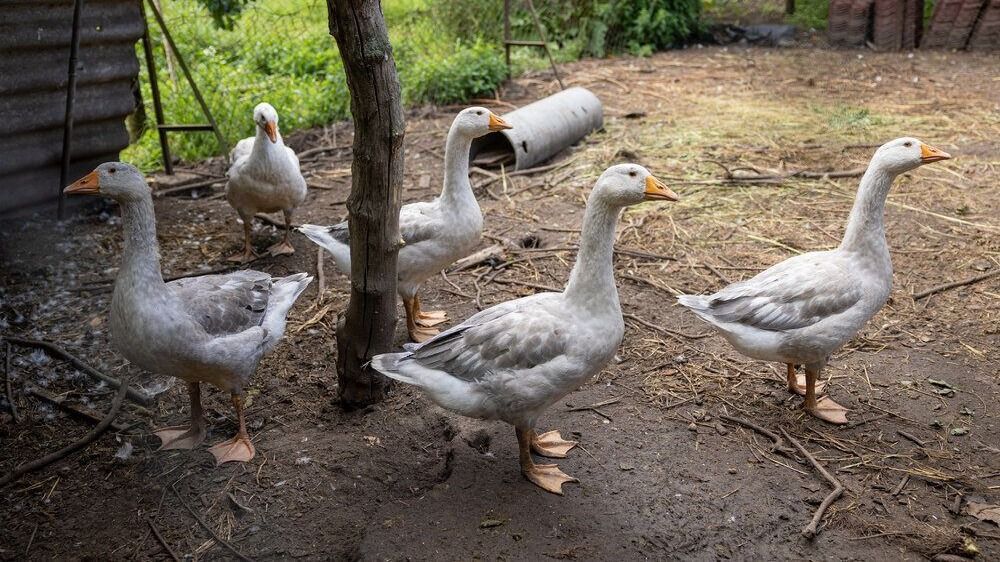A piac kettészakad: a diszkont és prémium liba ára hatalmas különbséget mutat. (Fotó: Szabad Föld) 