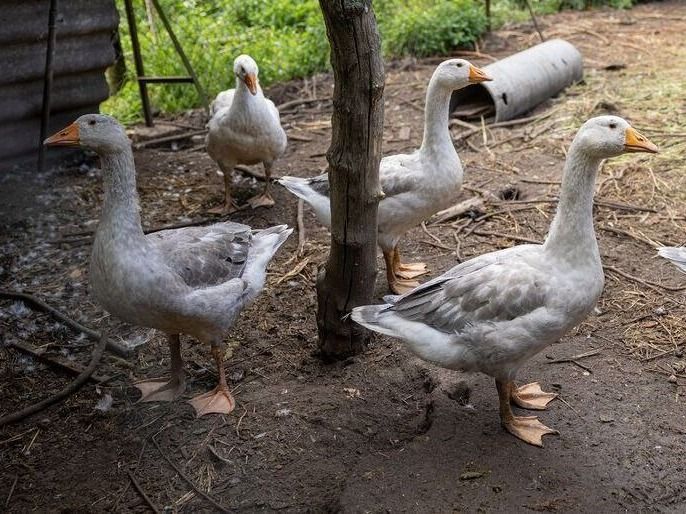 Hol a legolcsóbb a liba és a kacsa Szegeden?