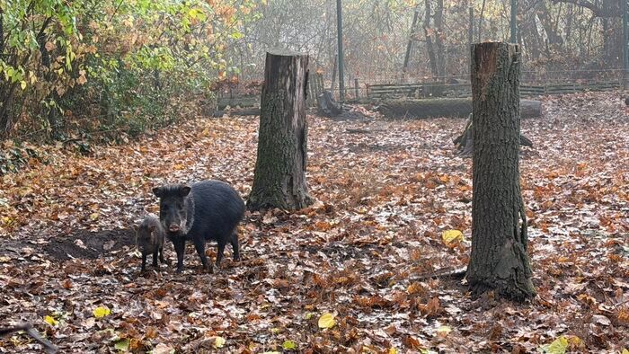 Alig érkeztek meg a Szegedi Vadaspark új kedvencei, máris többen lettek +fotók