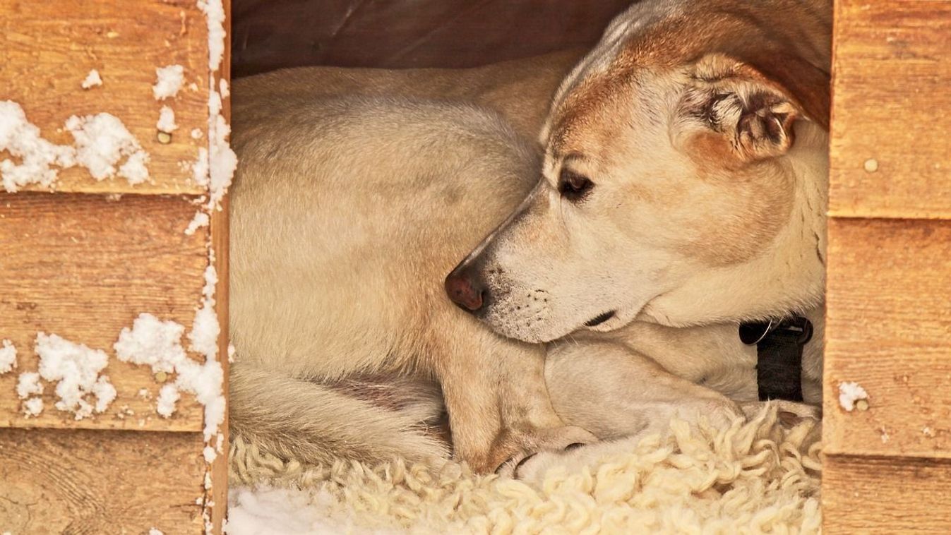 Fagypont alatt: így vigyázzunk a kutyákra a téli hidegben Szegeden is