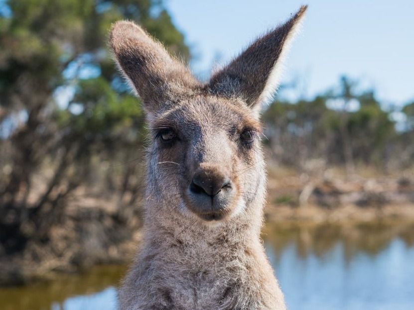 Kenguru vs. marha: Megéri az egzotikus vadhúst választani Szegeden?