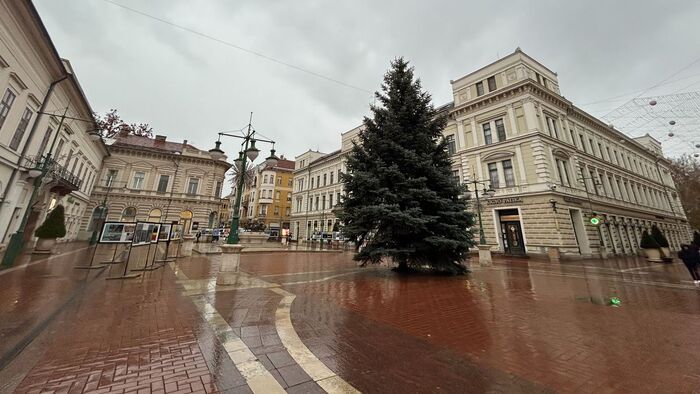 Kiderült, mikor érkezik Szeged karácsonyfája