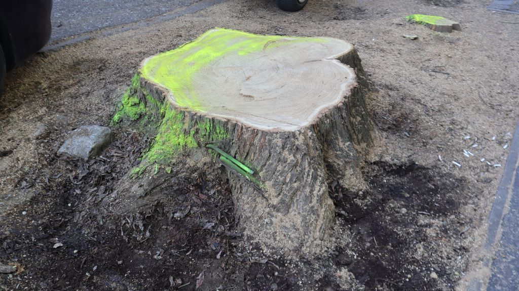 A japánakácok egytől egyig mentek a Gogol utcából. (Fotó: Tóth Norbert)