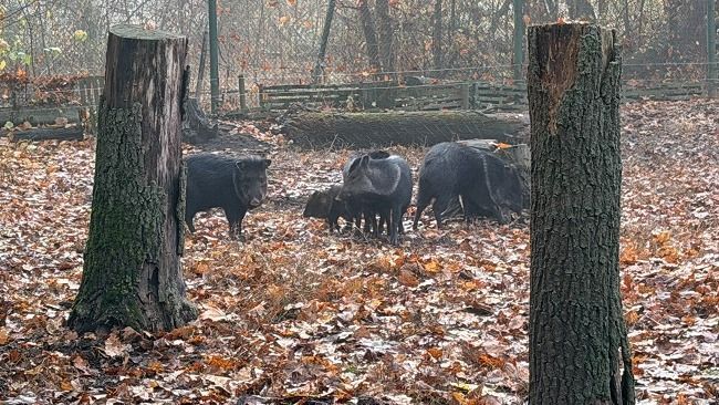 Az őszi séta a Szegedi Vadasparkban kihagyhatatlan. (Fotó: Szegedi Vadaspark)