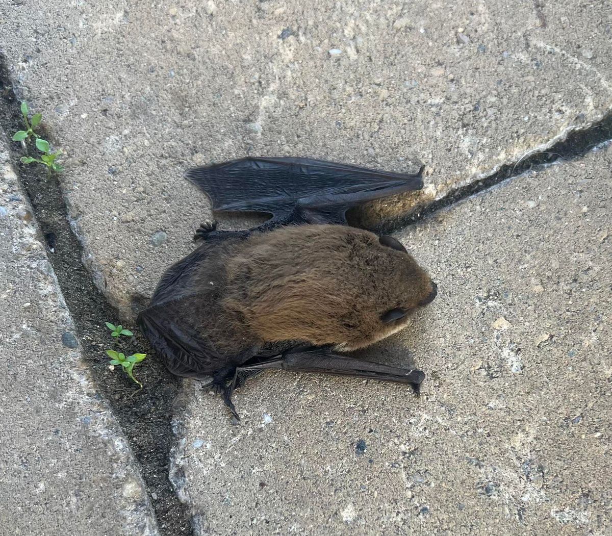 Denevér került bajba egy szegedi ház előtt. (Fotó: Facebook/Szegedi Kutyások)