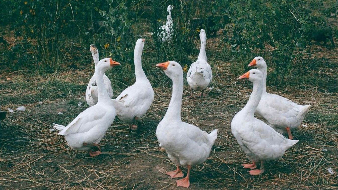 A Márton-nap nem csak a libáról szól: Hallottál már a mártongarasról?