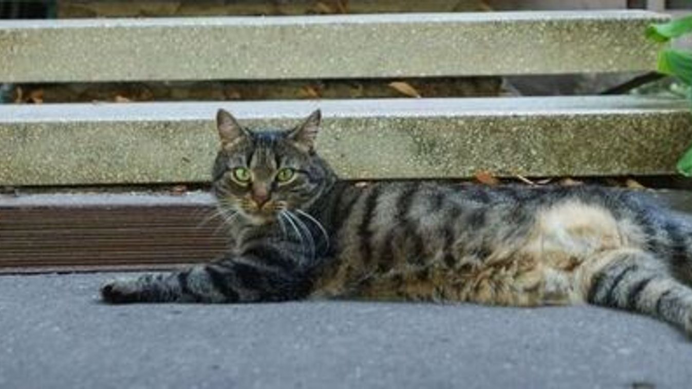 Macskáké az út: új figyelmeztetés Szeged egyik városrészében