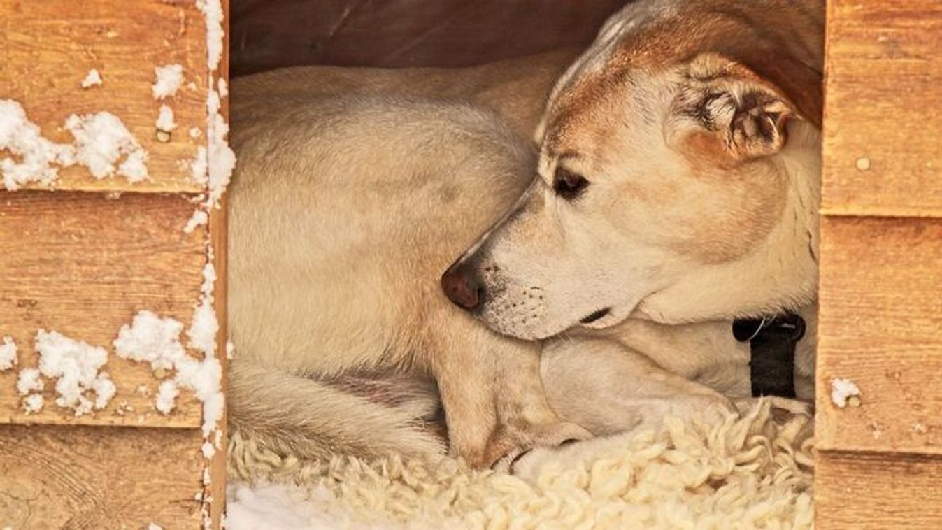 Fagypont alatt: így vigyázzunk a kutyákra a téli hidegben Szegeden is