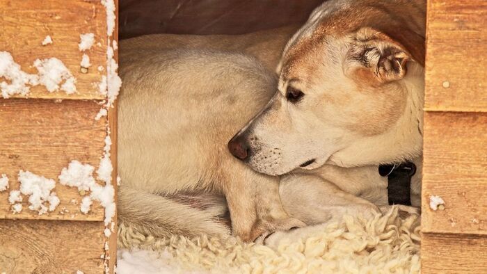 Fagypont alatt: így vigyázzunk a kutyákra a téli hidegben Szegeden is