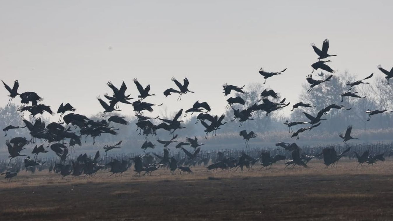 Remek fotókon mutatjuk, hogyan telnek az őszi reggelek a Fehér-tónál