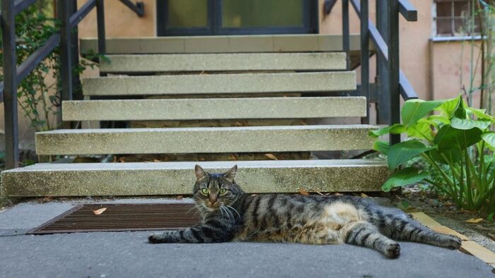 Macskáké az út: új figyelmeztetés Szeged egyik városrészében