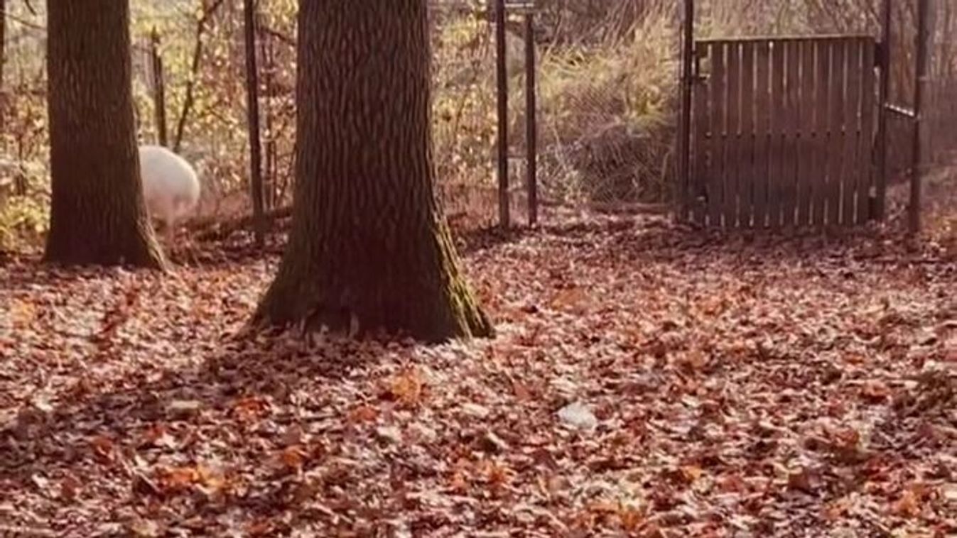 Az őszi séta a Szegedi Vadasparkban kihagyhatatlan +videó