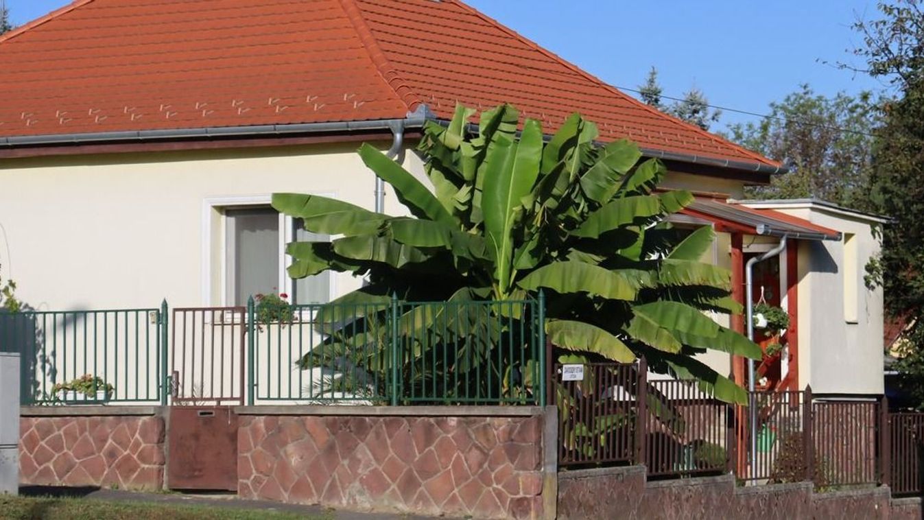 Exotikus invázió a szegedi klímán: Miért látunk egyre több télálló banánfát?