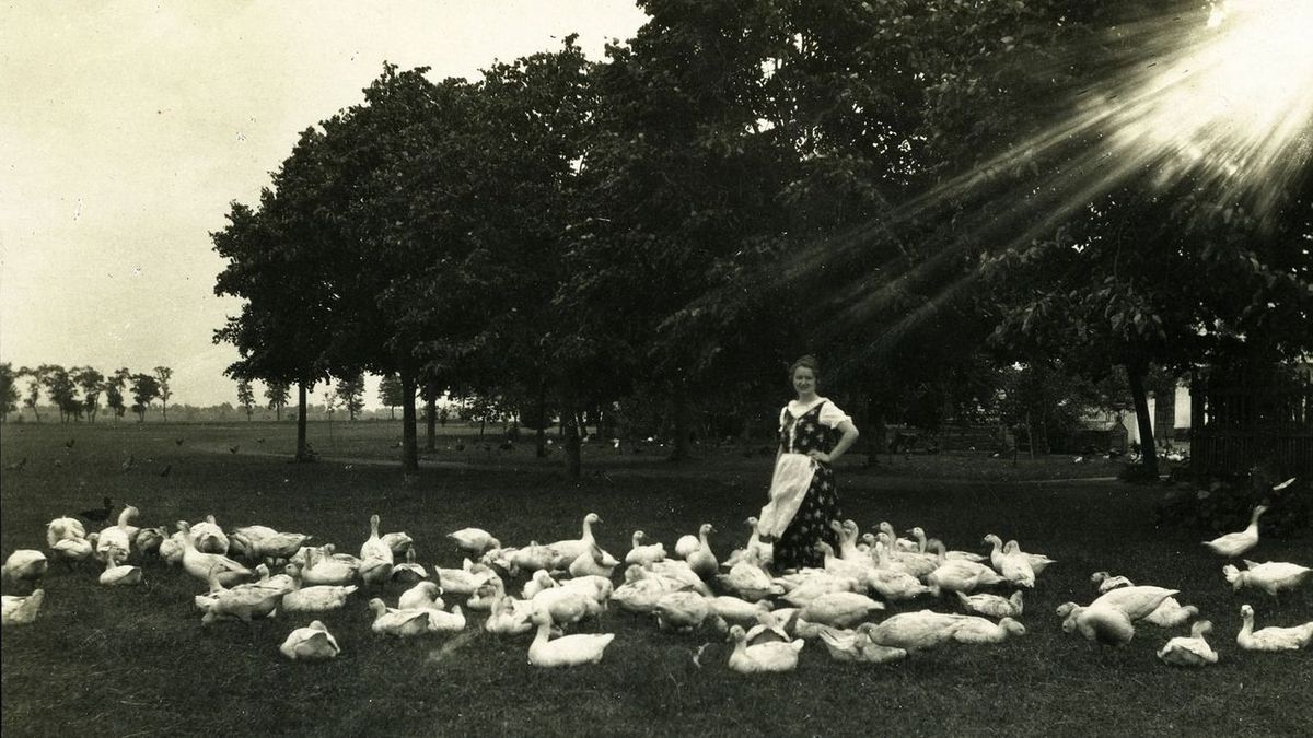 A Márton-nap a bőség libasültje és az újbor ünnepe mellett egyben az év utolsó nagy mulatságát jelenti a téli böjt előtt. (Fotó: fortepan/Morvay Kinga)