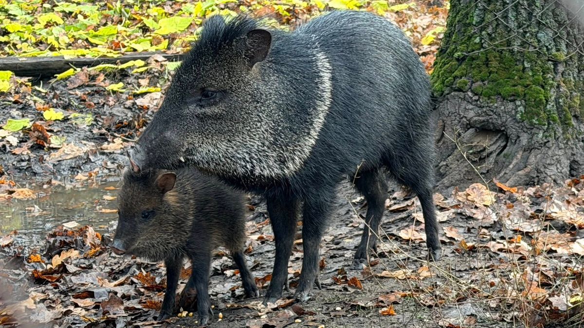 Alig érkeztek meg Szegedre, máris folytatták a bébiboomot