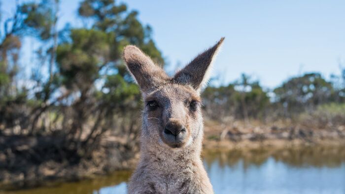 Kenguru vs. marha: Megéri az egzotikus vadhúst választani Szegeden?