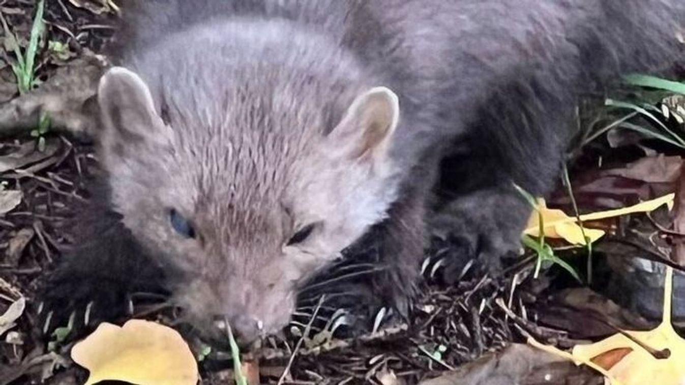 Váratlan támadó lapult a motortérben