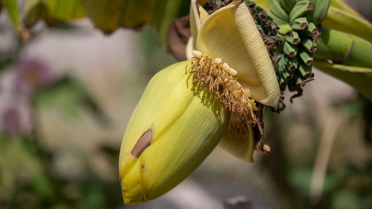 A kertek új éke a télálló banánfa. (Fotó: Magyar Nemzet)