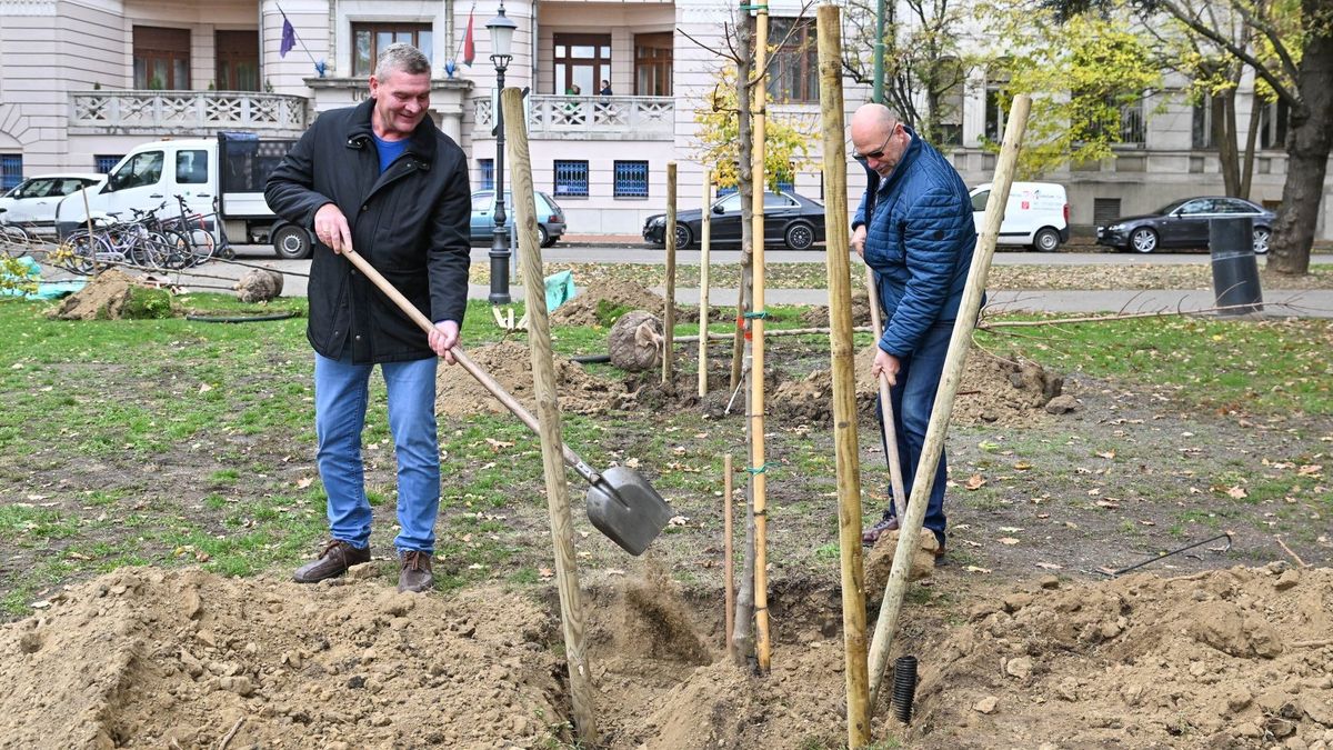 Ha ültetnek is fát Szegeden, az a legtöbbször kiszárad. (Fotó: Facebook/Botka László)