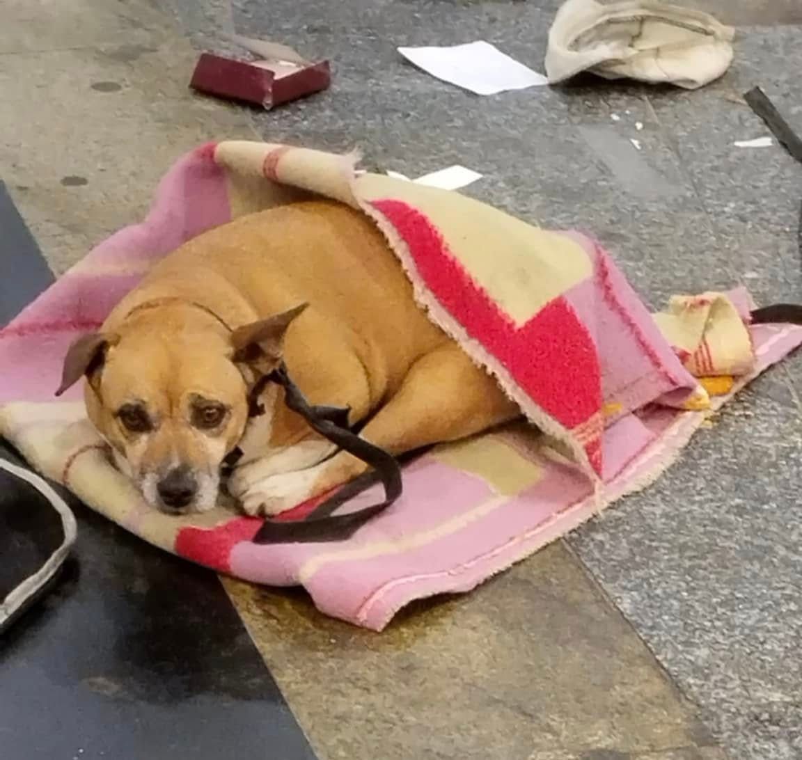 A hosszú keresés végül sikerrel járt, és a szegedi család kedvence két év után végre biztonságban kimondhatja: Lassie hazatért. (Fotó: Ebremény Kutyamentő Egyesület/Facebook)