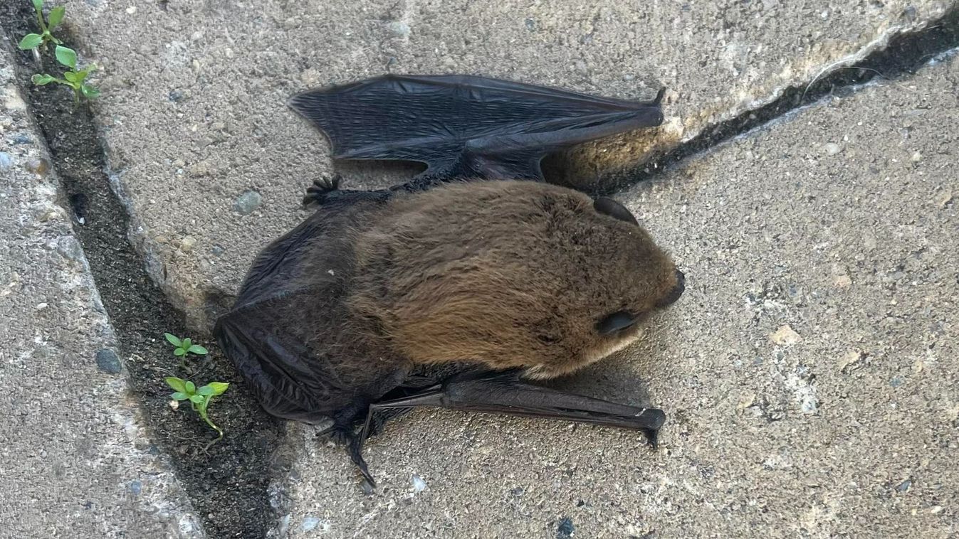 Összefogtak a szegediek, hogy megsegítsék a bajbajutott állatot