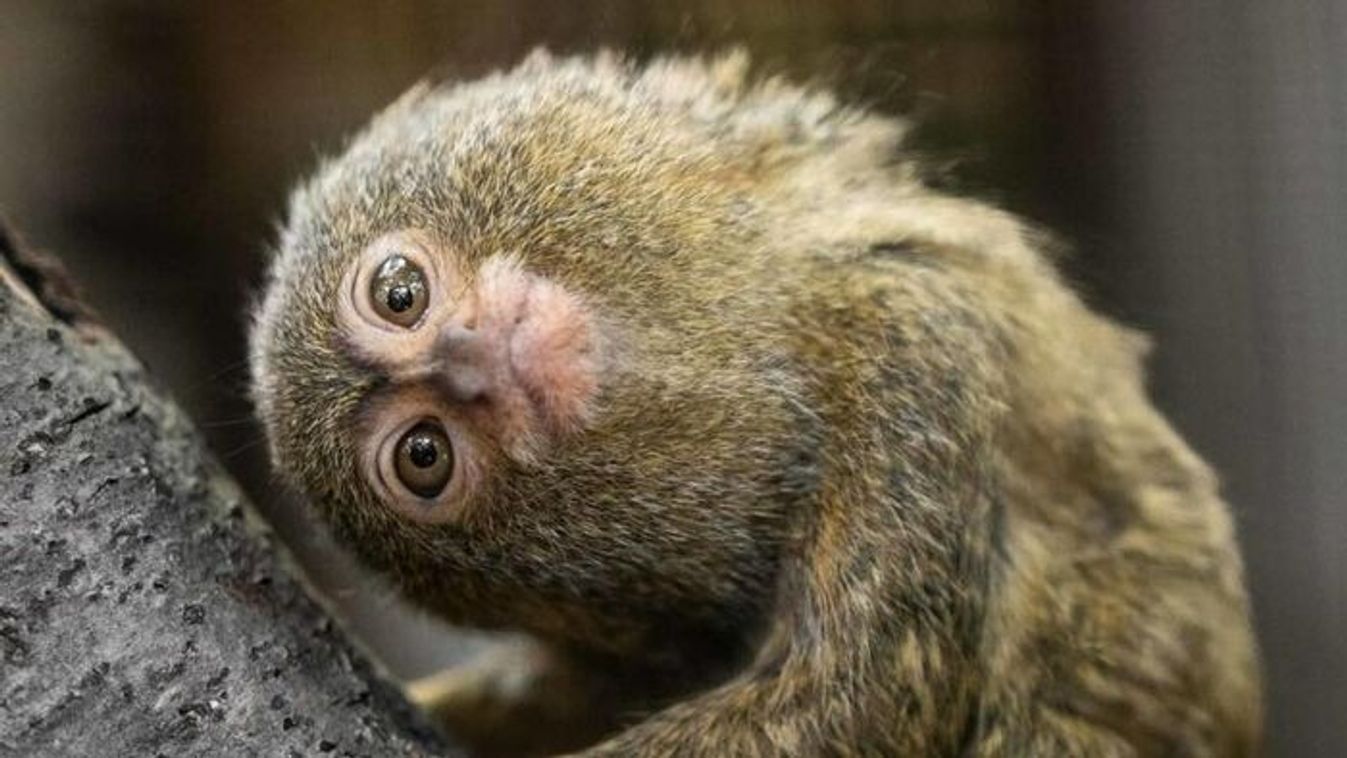 Elképesztő állatportrék a Szegedi Vadasparkban: megosztott fődíj született +fotók