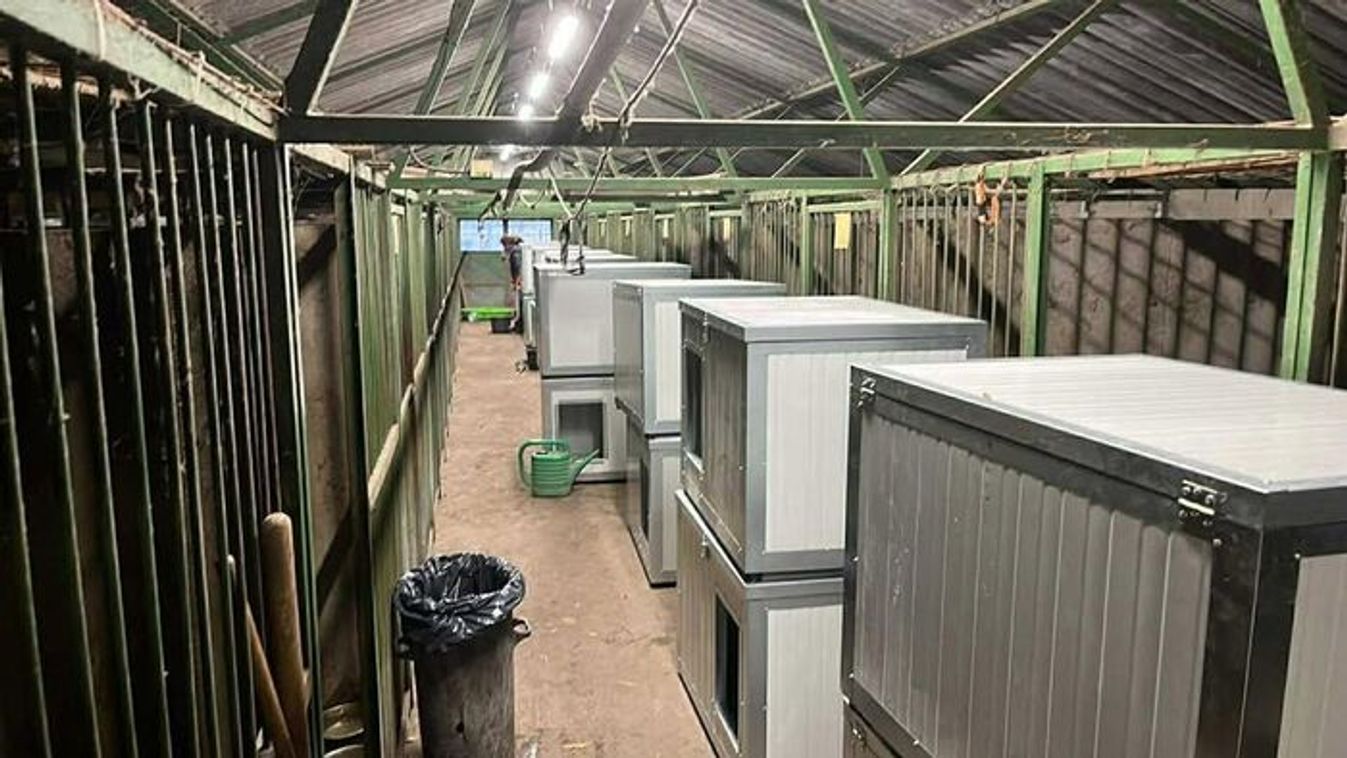 Huszonöt vadiúj házat kaptak a szegedi állatmenhely kutyái