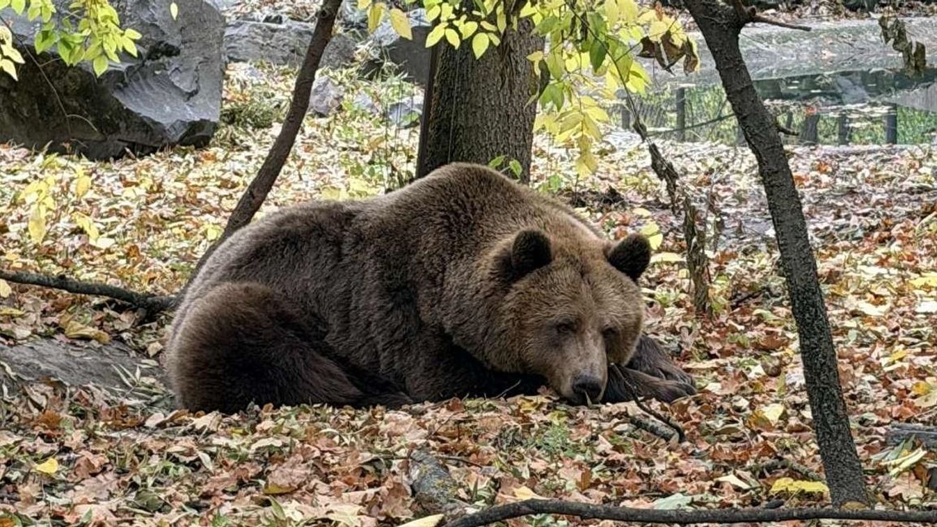A szegedi összefogás két arca