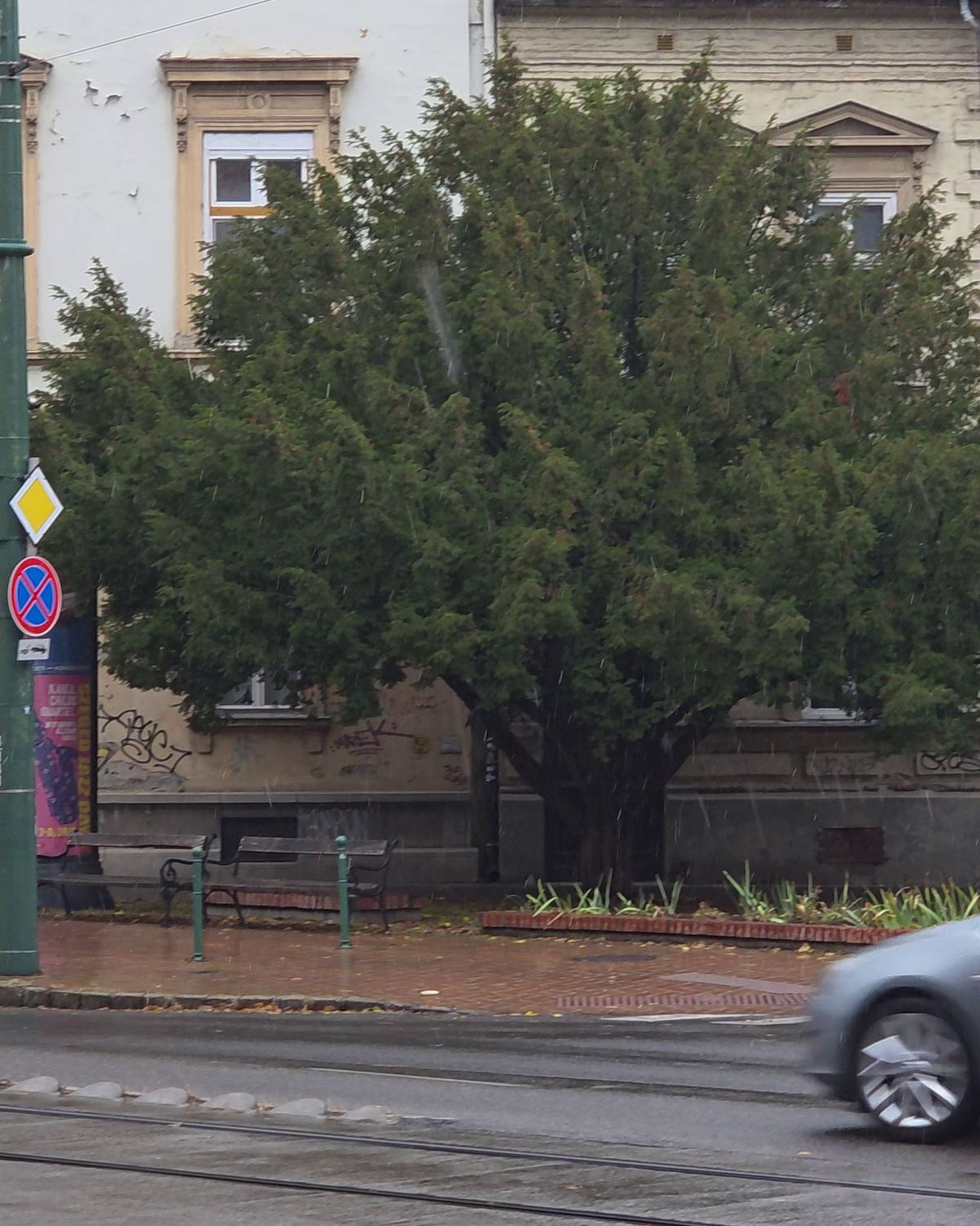 A tél megmutatta első arcát Szegeden, havaseső érkezett. (Fotó: SzegedMA)