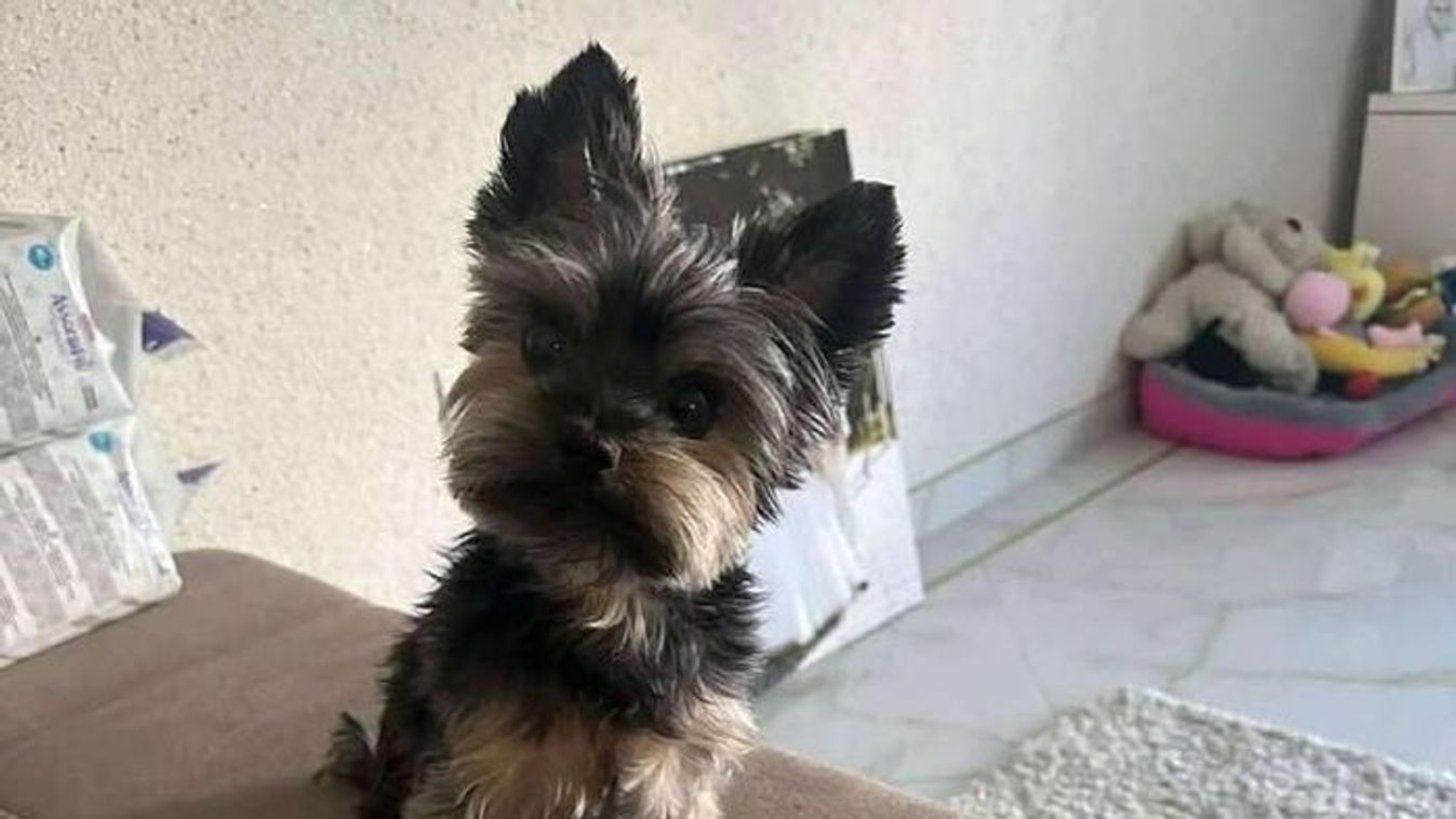 Eltűnt kutyust keresnek Szegeden: 1.000.000 forint jár a megtalálónak