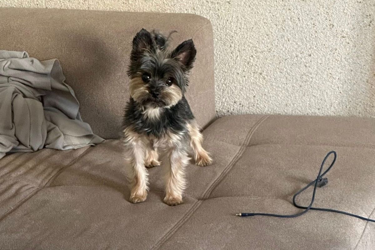 Előkerült a napokban eltűnt szegedi kutya, Lola. (Fotó: Facebook)