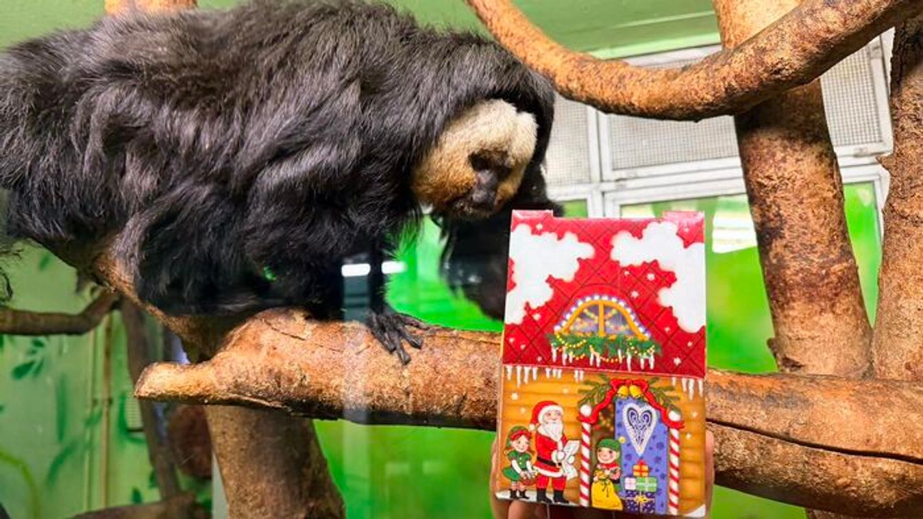 A Szegedi Vadaspark lakóit is meglátogatta a Mikulás