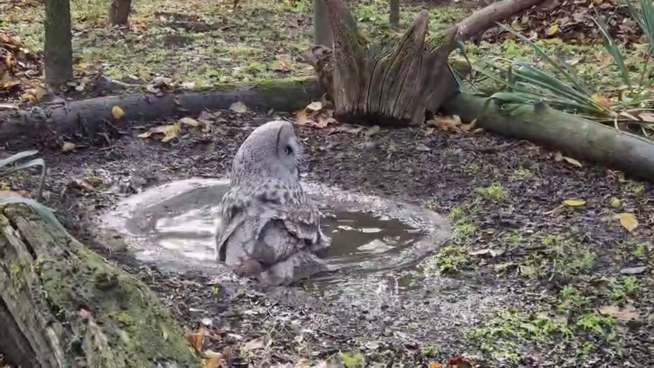 Ettől cukibb videót ma már nem fogsz látni ezen a szürke szegedi napon