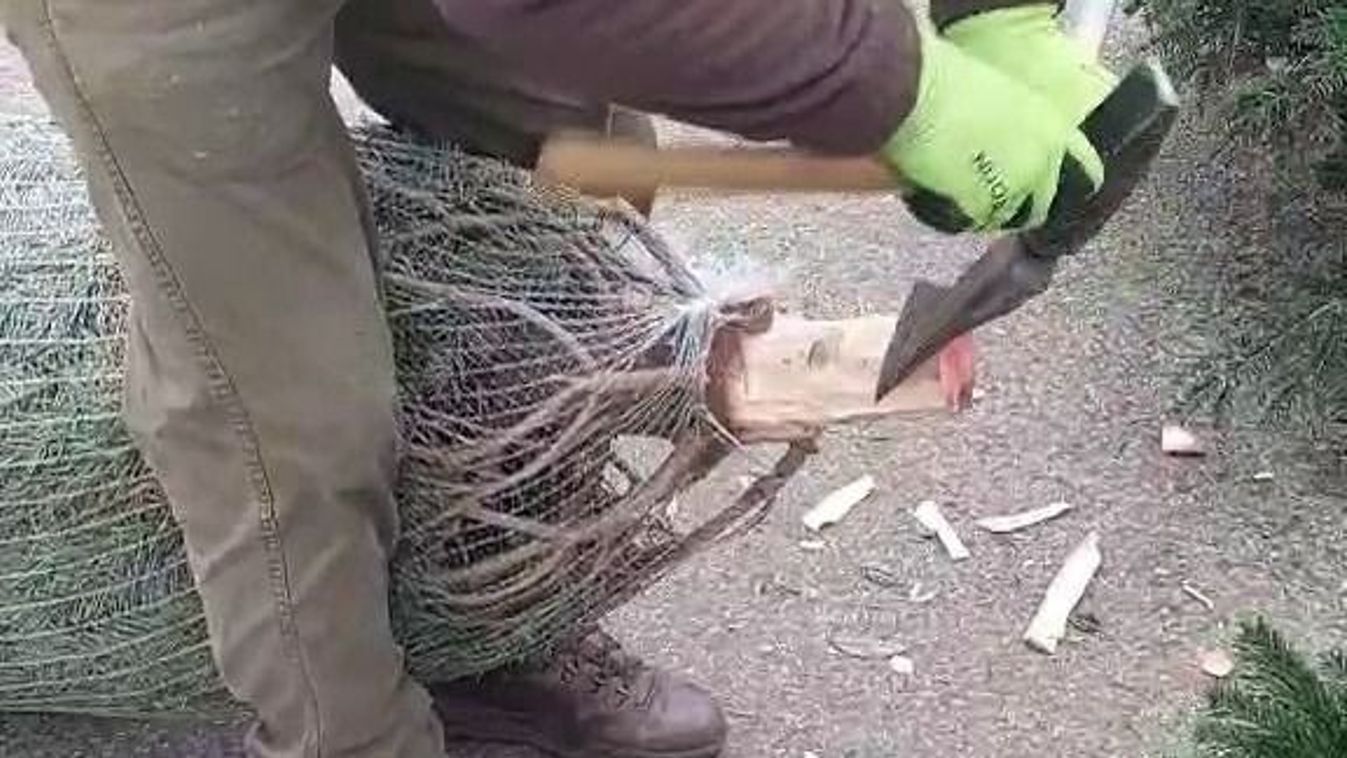 Hazavitted a Mars térről a fát, de a faragás elmaradt? Mutatjuk lépésről-lépésre +videó