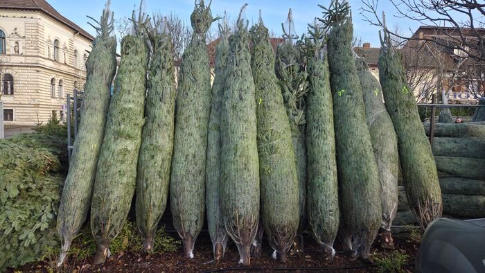 A Mars téri piacot immár belengi a fenyőillat +videó