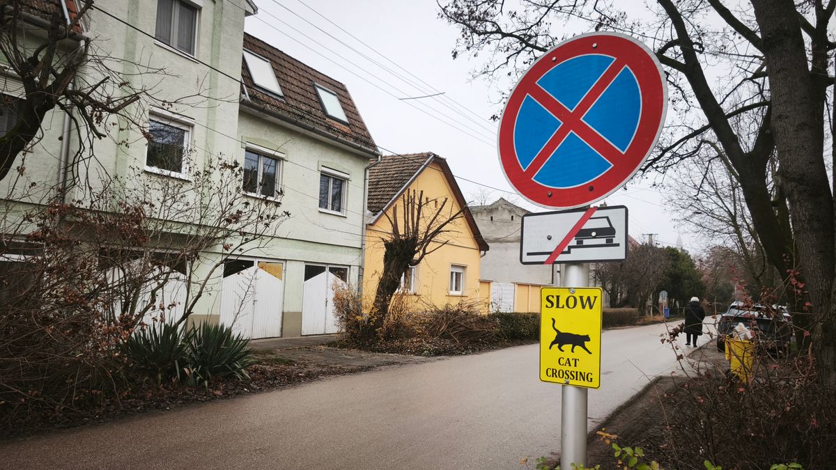 Lassíts, macskák keresztezik az utat. (Fotó: Tóth Norbert)
