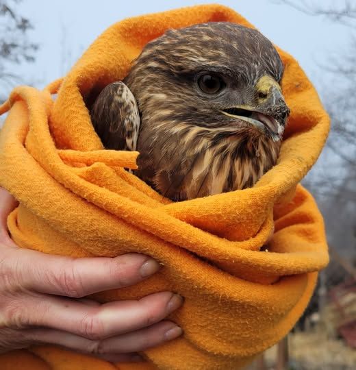 A megmentett egerészölyv. (Fotó: Büntetés-végrehajtás Toborzás)