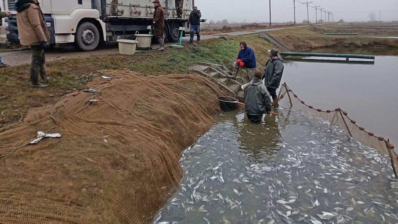 Többezer keszeget telepítettek Szegeden és környékén +fotók