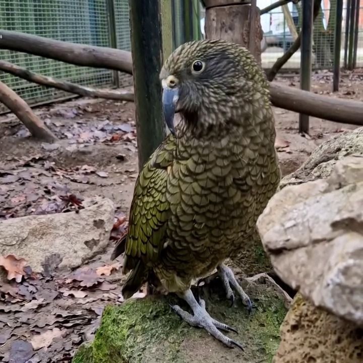 Fiatal kea tojó érkezett a Vadasparkba. (Fotó: Képernyőkép/Szegedi Vadaspark)