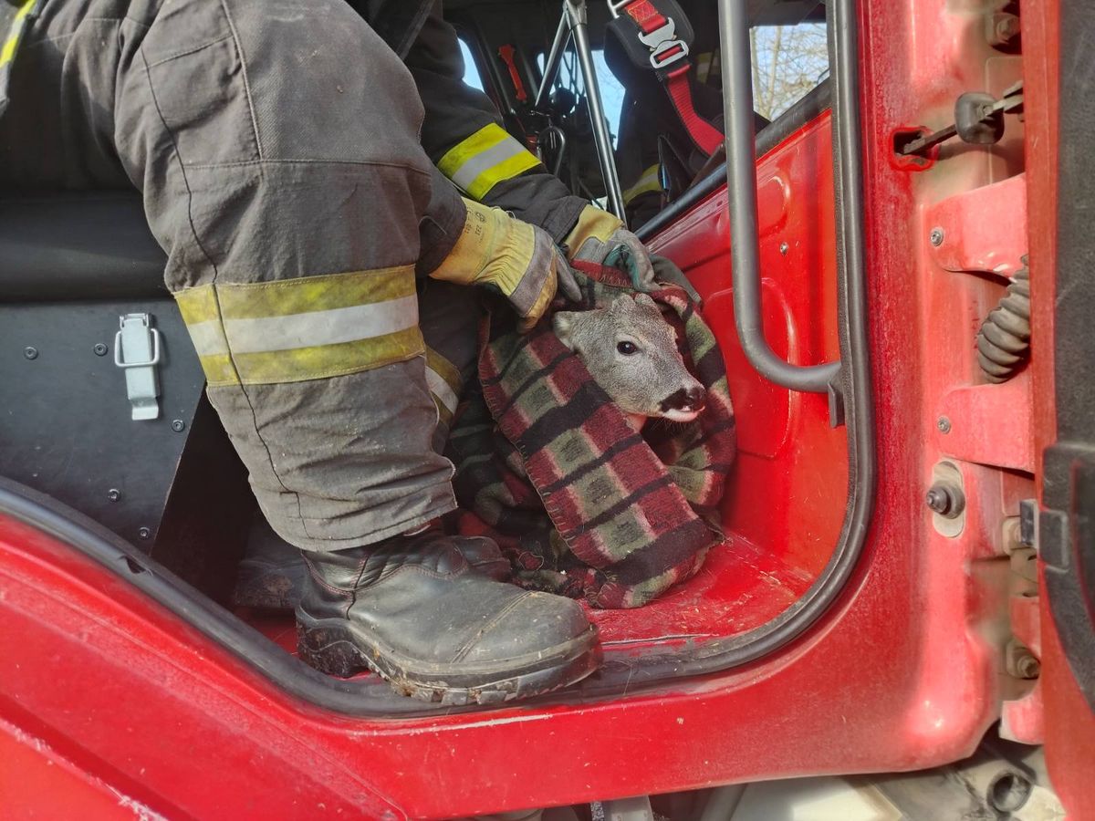 Bravúros volt a szegedi őzmentés. (Fotó: BM Országos Katasztrófavédelmi Főigazgatóság)